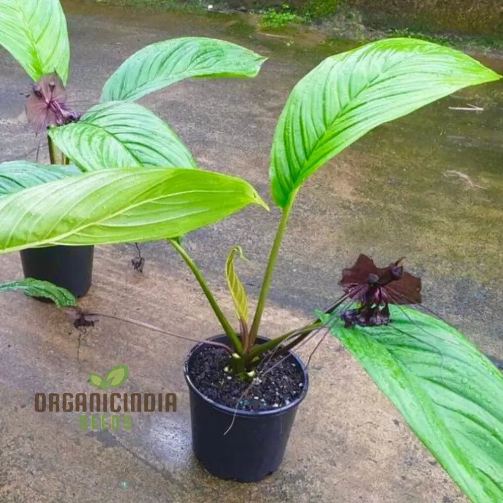 Tacca Chantrieri Seeds â€“ Elevate Your Gardening With Unique Stunning Blooms!