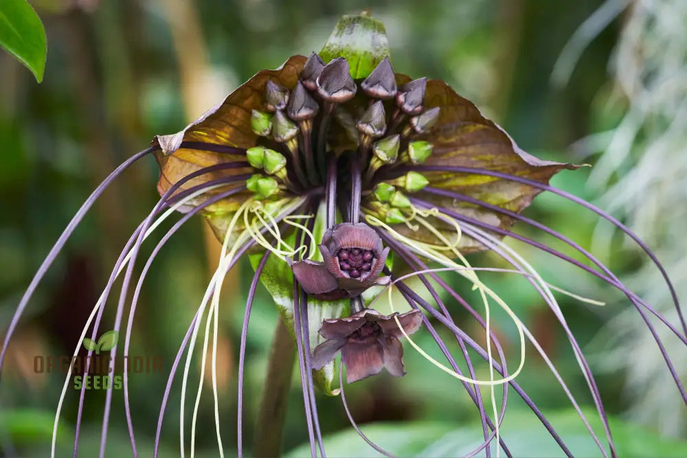 Tacca Chantrieri Seeds – Elevate Your Gardening With Unique Stunning Blooms!