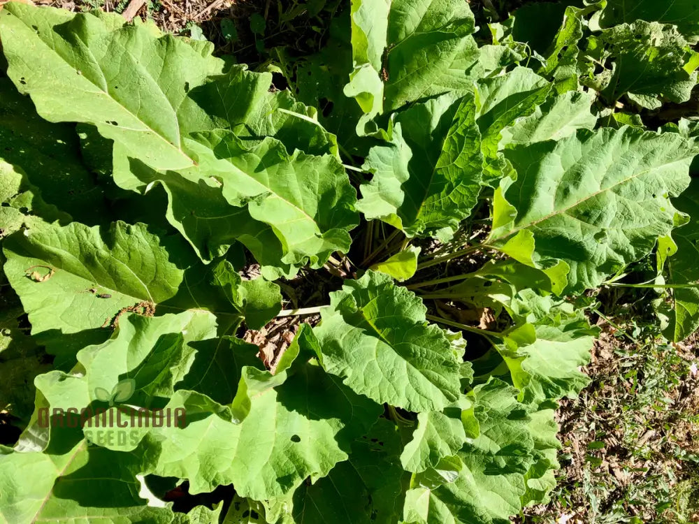 Takinogawa Long Seeds For Planting Perfect For Healthy Gardens And Delicious Meals Vegetable