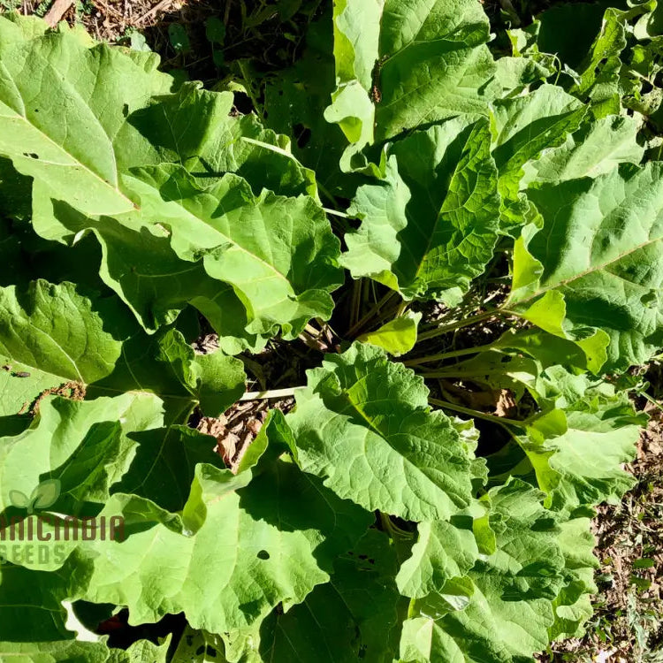 Takinogawa Long Seeds For Planting Perfect For Healthy Gardens And Delicious Meals Vegetable