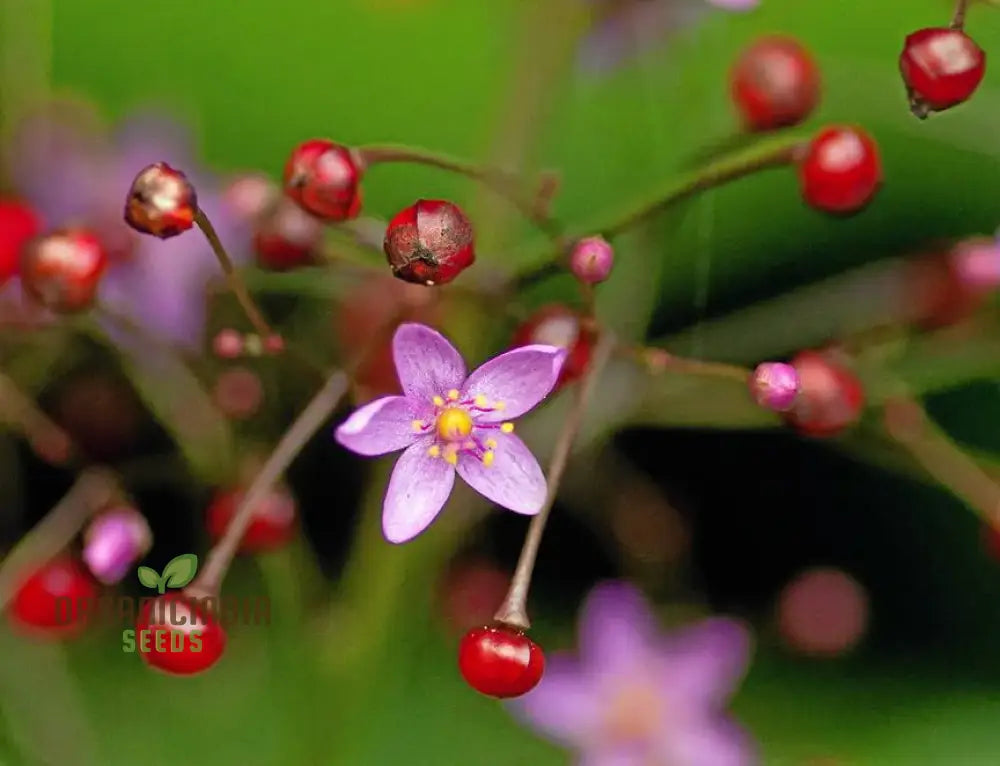 Talinum Paniculatum ’Jewels Of Opar’ Seeds – Elevate Your Gardening With Delicate Beauty And