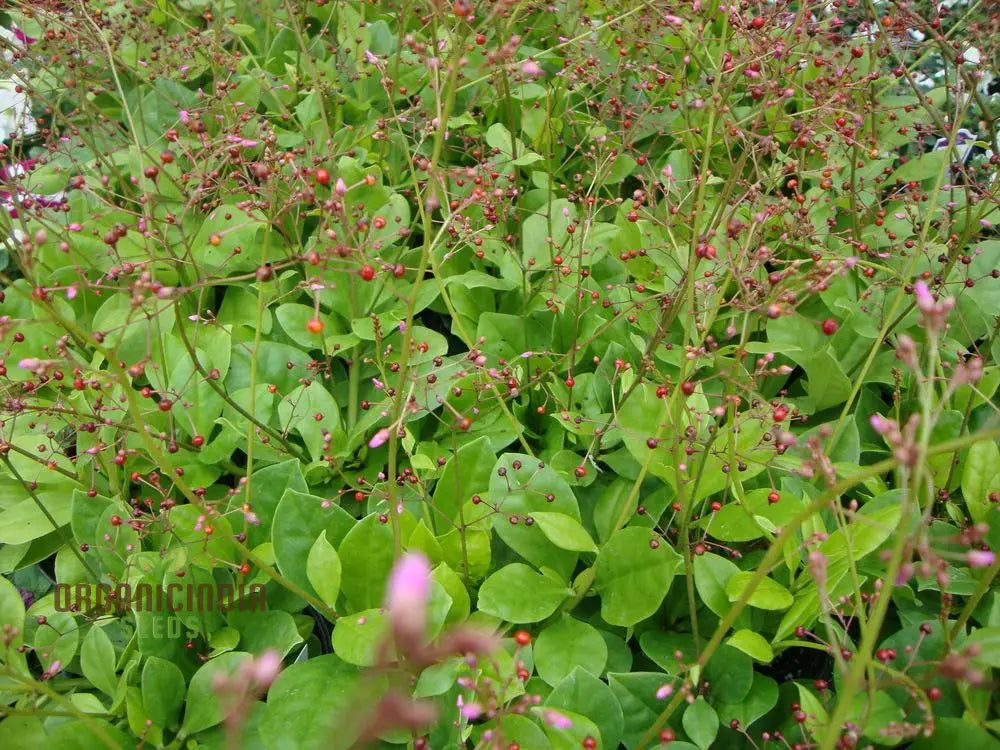 Talinum Paniculatum ’Jewels Of Opar’ Seeds – Elevate Your Gardening With Delicate Beauty And