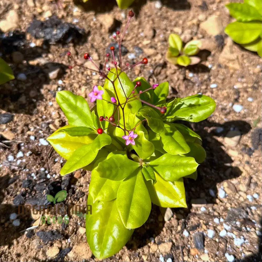 Talinum Paniculatum â€™Jewels Of Oparâ€™ Seeds â€“ Elevate Your Gardening With Delicate Beauty And