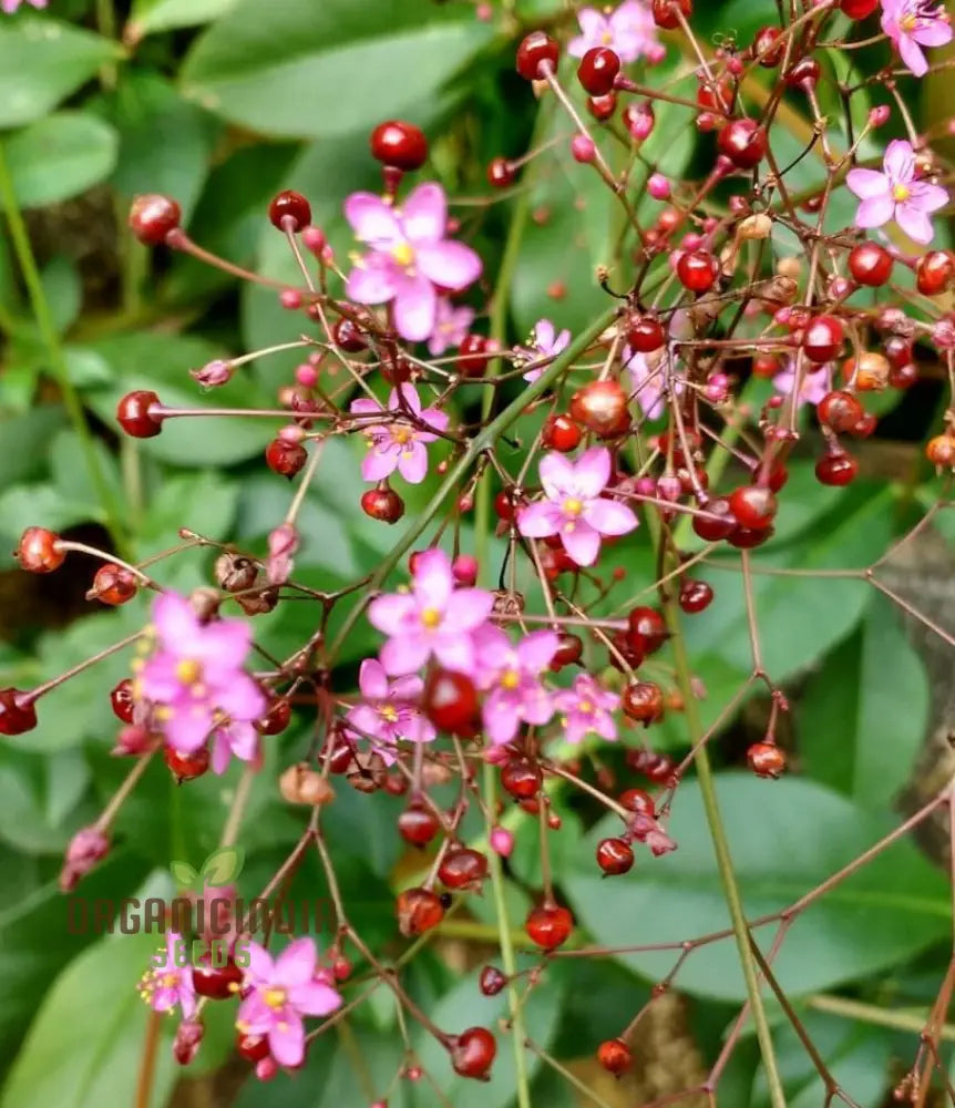 Talinum Paniculatum ’Jewels Of Opar’ Seeds – Elevate Your Gardening With Delicate Beauty And