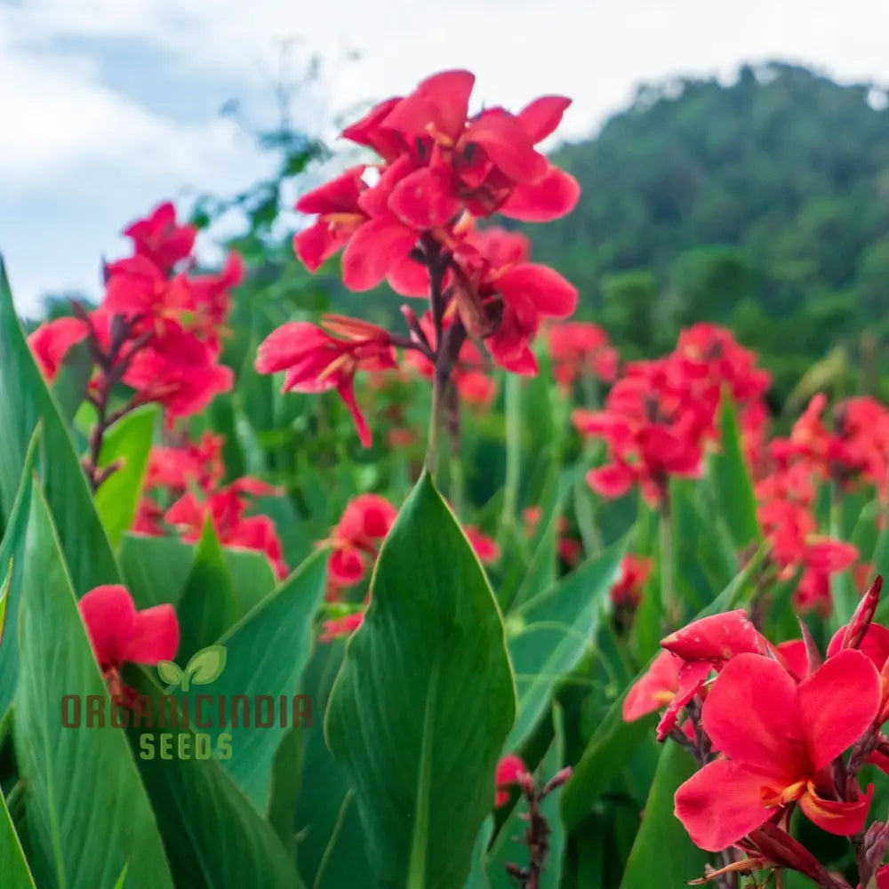 Tall Canna Lily Mix Seeds Striking Varieties For Majestic Garden Displays - Premium Flower Planting