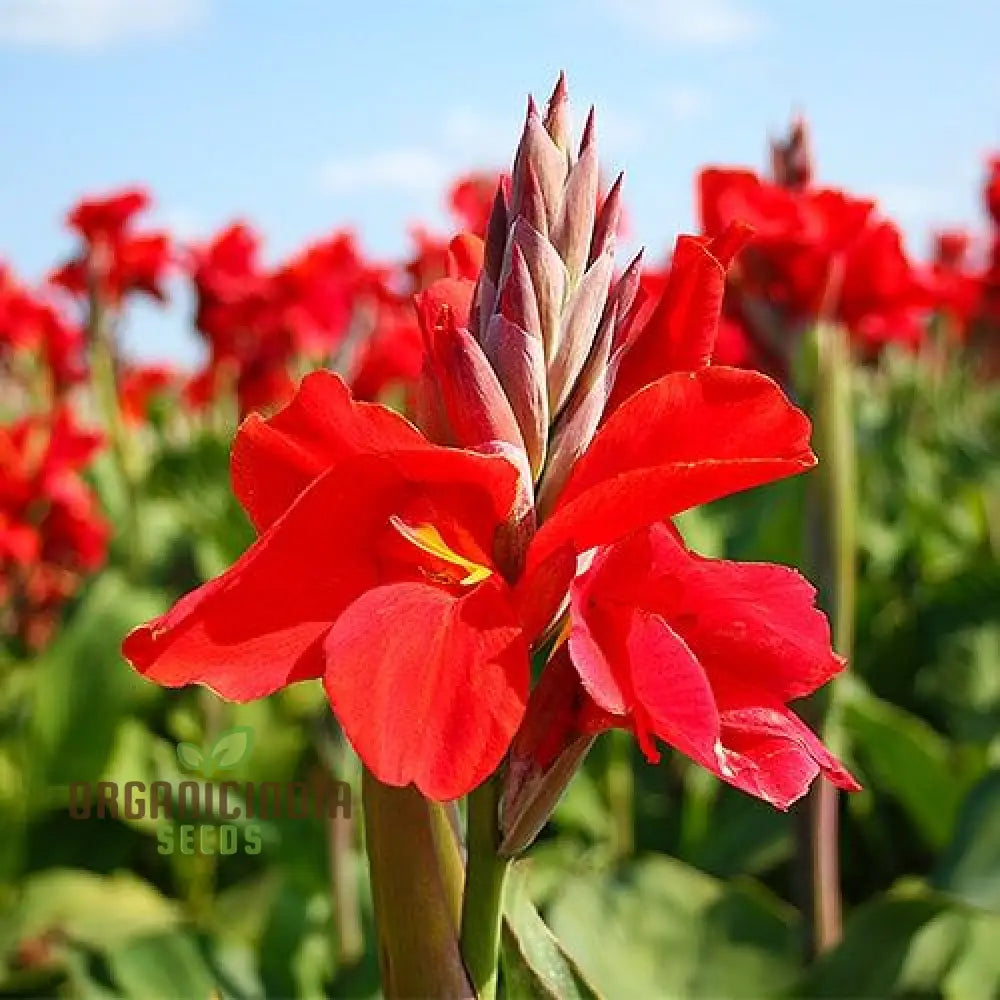 Tall Canna Lily Mix Seeds Striking Varieties For Majestic Garden Displays - Premium Flower Planting