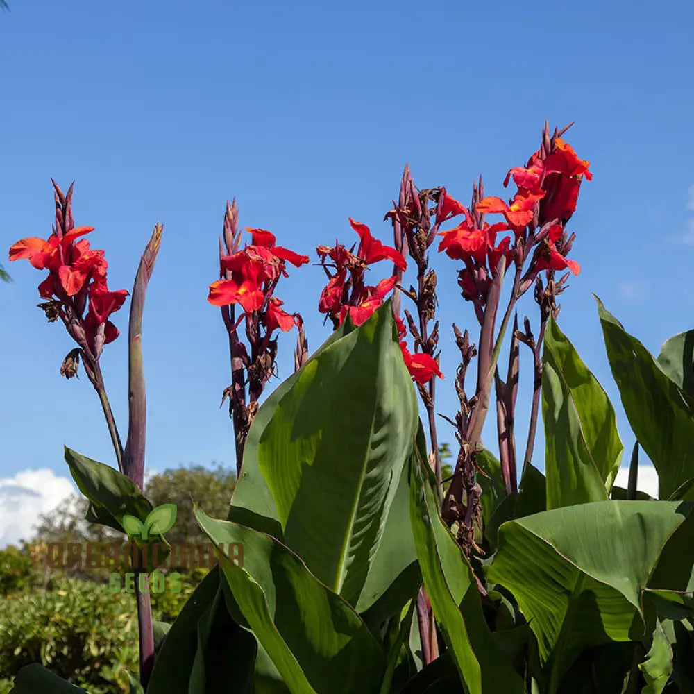 Tall Canna Lily Mix Seeds Striking Varieties For Majestic Garden Displays - Premium Flower Planting