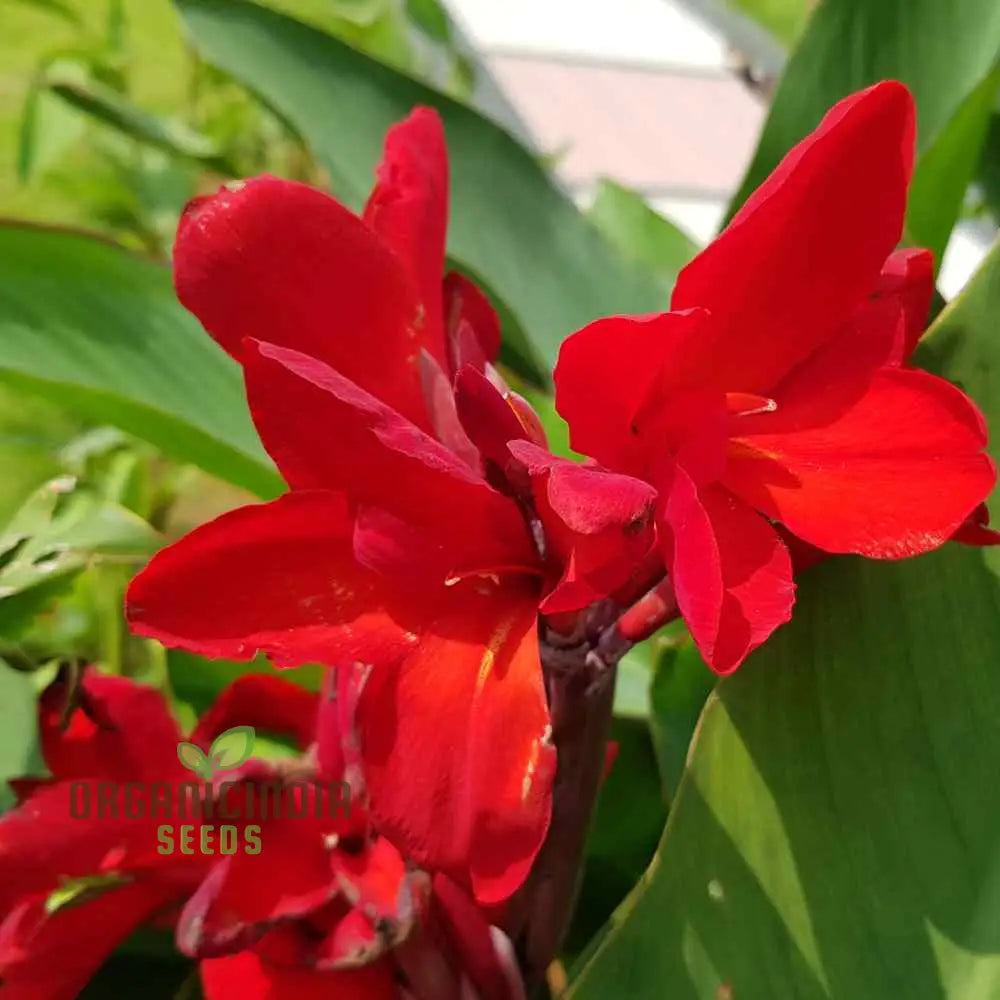 Tall Canna Lily Mix Seeds Striking Varieties For Majestic Garden Displays - Premium Flower Planting