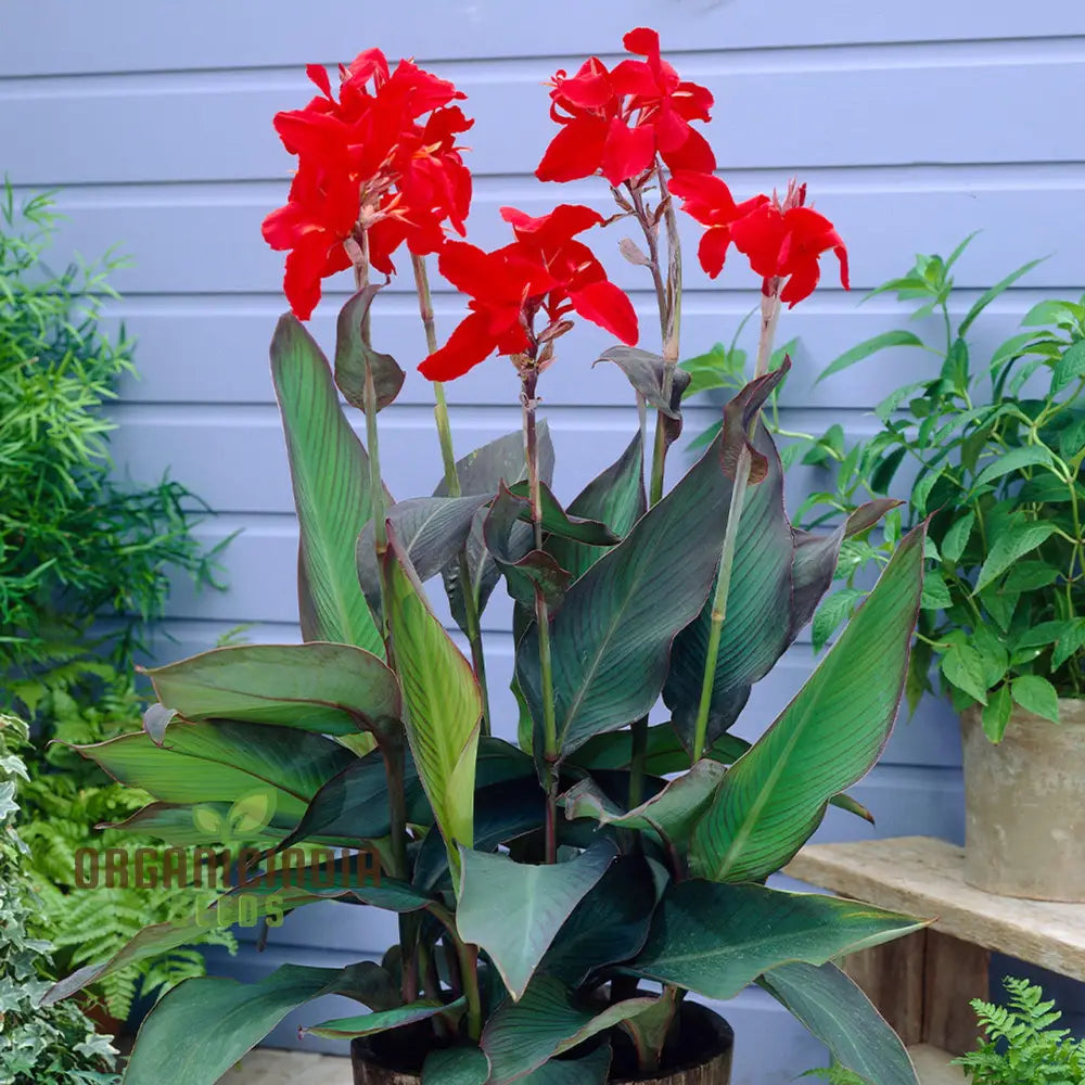 Tall Canna Lily Mix Seeds Striking Varieties For Majestic Garden Displays - Premium Flower Planting