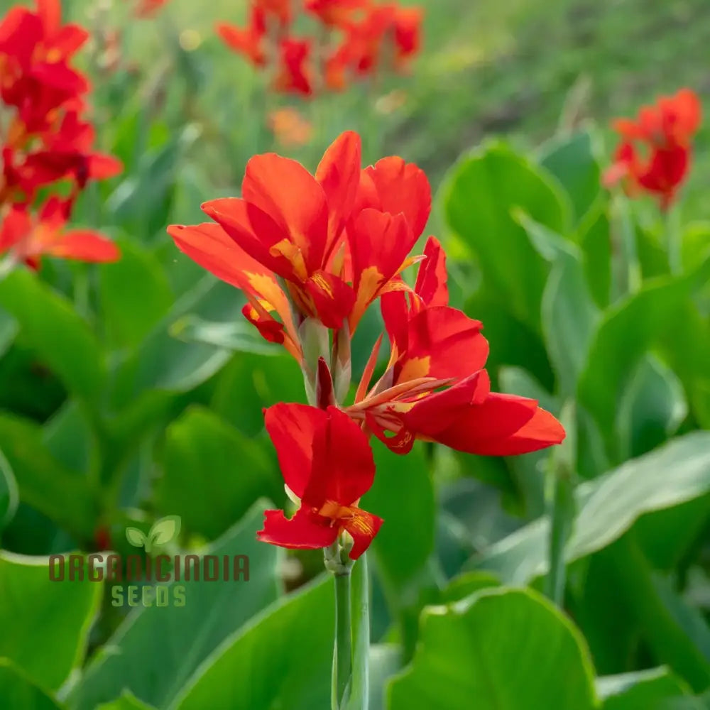 Tall Canna Lily Mix Seeds Striking Varieties For Majestic Garden Displays - Premium Flower Planting