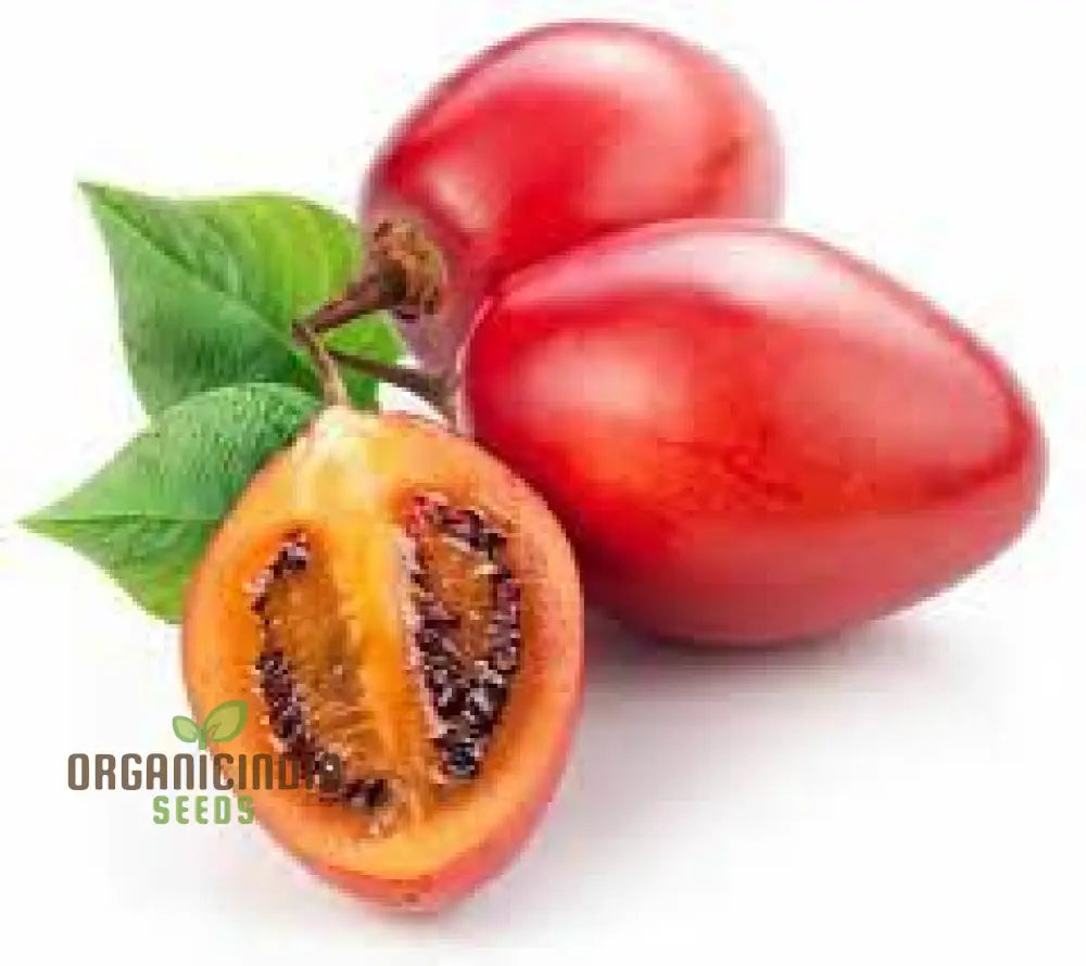 Tamarillo Seeds For Planting Your Gardening Needs | Buy Online