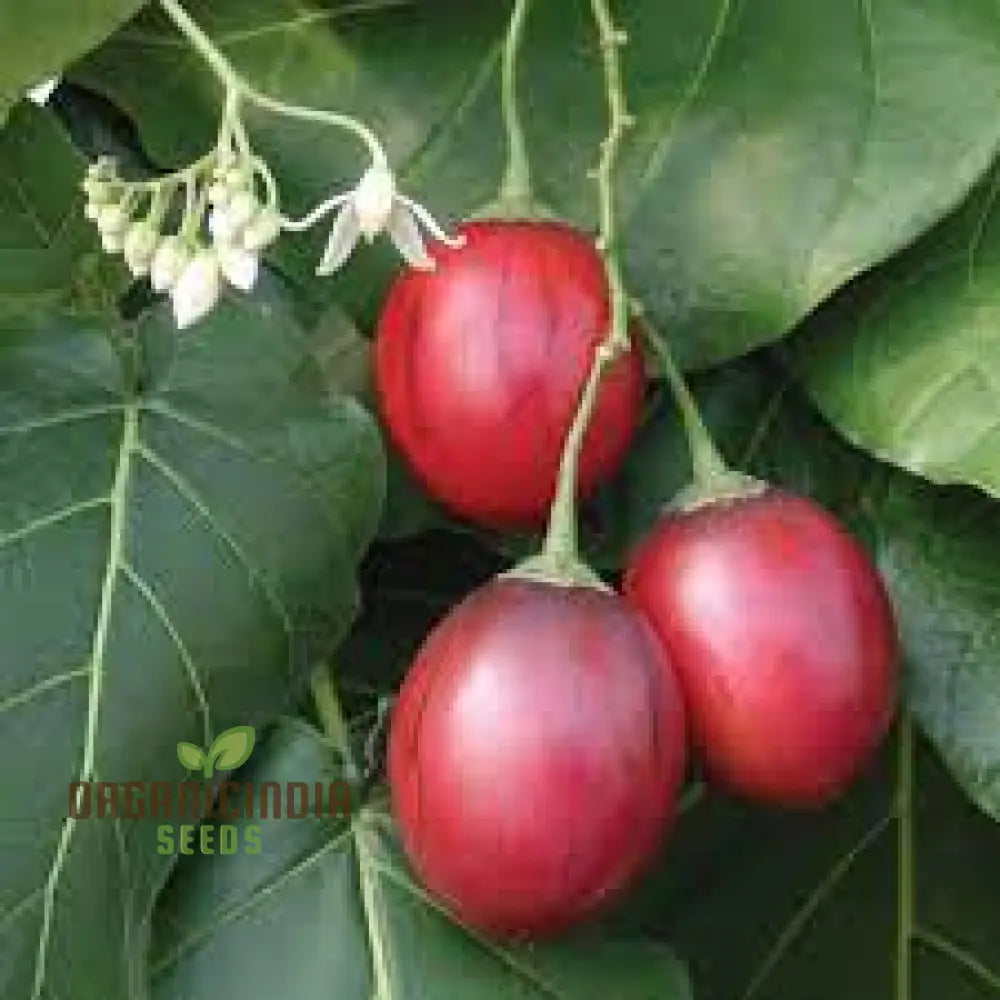 Tamarillo Seeds For Planting Your Gardening Needs | Buy Online