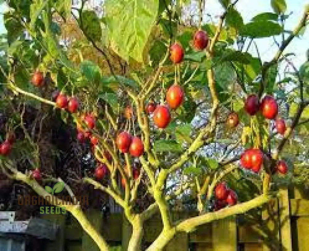 Tamarillo Seeds For Planting Your Gardening Needs | Buy Online