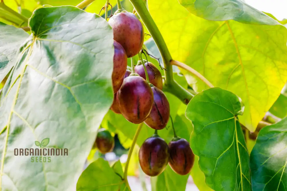 Tamarillo Seeds For Planting Your Gardening Needs | Buy Online