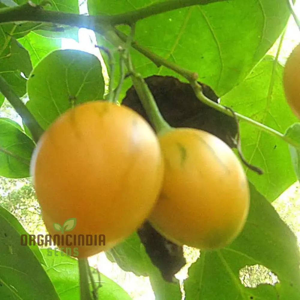 Tamarillo White Egg Seeds For Your Gardening Success