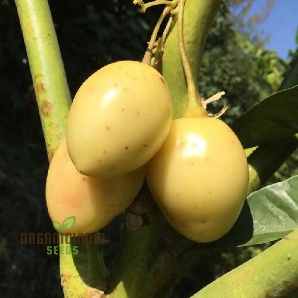 Tamarillo White Egg Seeds For Your Gardening Success