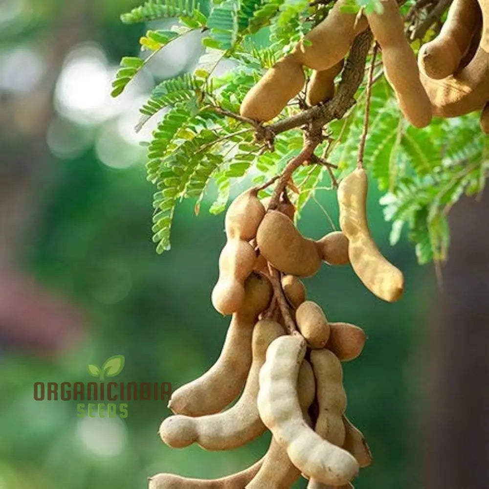 Tamarindus Indica Seeds For Home Gardening – Cultivate Exotic Tamarind Trees And Enjoy Fresh