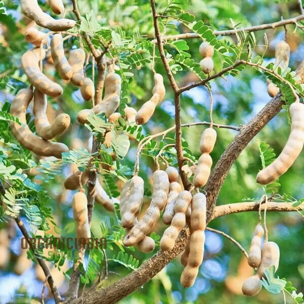 Tamarindus Indica Seeds For Home Gardening – Cultivate Exotic Tamarind Trees And Enjoy Fresh