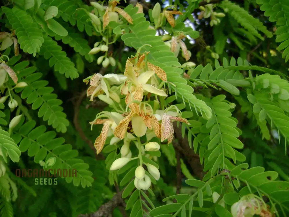 Tamarindus Indica Seeds For Home Gardening – Cultivate Exotic Tamarind Trees And Enjoy Fresh