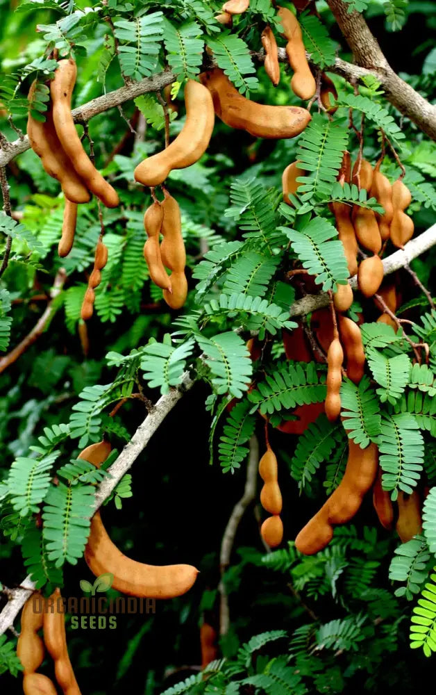 Tamarindus Indica Seeds For Home Gardening – Cultivate Exotic Tamarind Trees And Enjoy Fresh