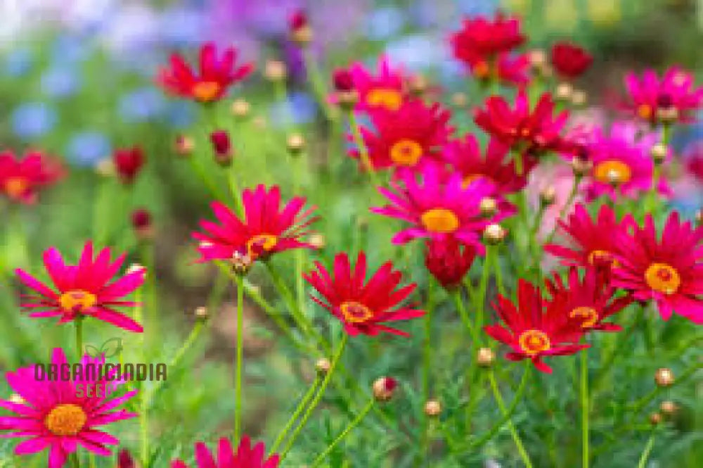 Tanacetum Coccineum Seeds Explore For Vibrant Blooms And Lush Green Foliage!