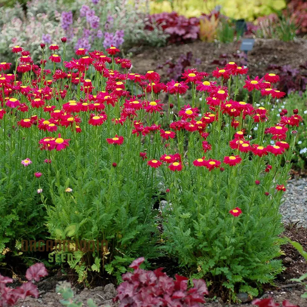 Tanacetum Coccineum Seeds Explore For Vibrant Blooms And Lush Green Foliage!