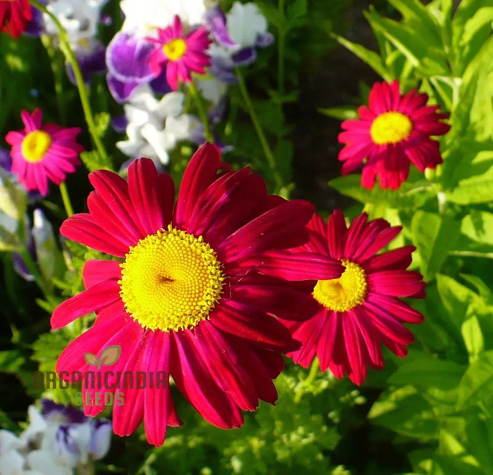 Tanacetum Coccineum Seeds Explore For Vibrant Blooms And Lush Green Foliage!