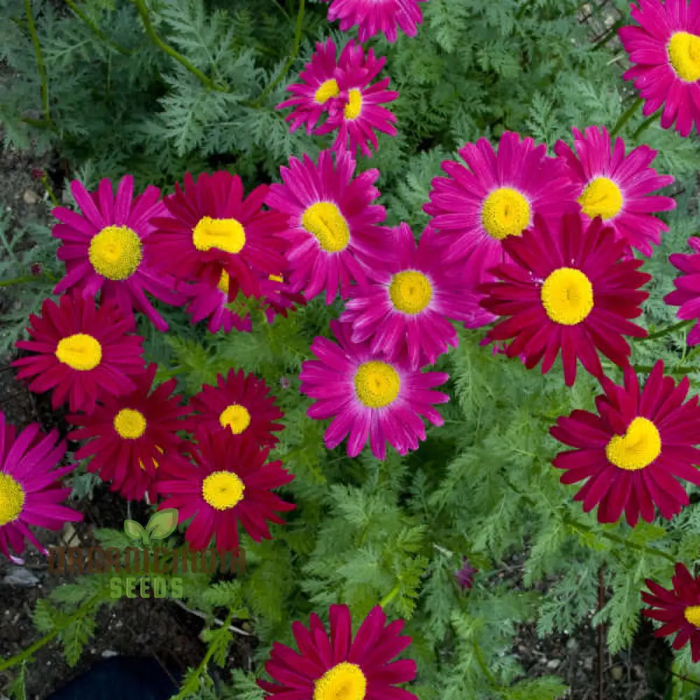 Tanacetum Coccineum Seeds Explore For Vibrant Blooms And Lush Green Foliage!