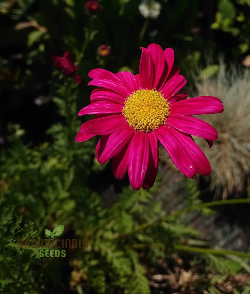 Tanacetum Coccineum Seeds Explore For Vibrant Blooms And Lush Green Foliage!