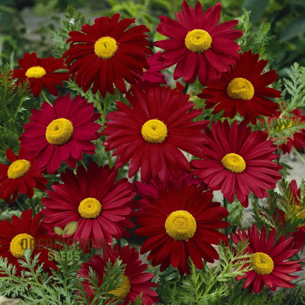 Tanacetum Coccineum Seeds Explore For Vibrant Blooms And Lush Green Foliage!