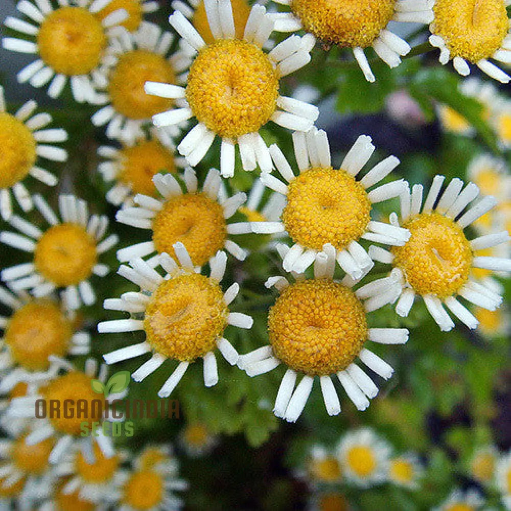 Tanacetum Parthenium ’Malmesbury’ Seeds For Your Serene Garden Haven – Enhance Gardening