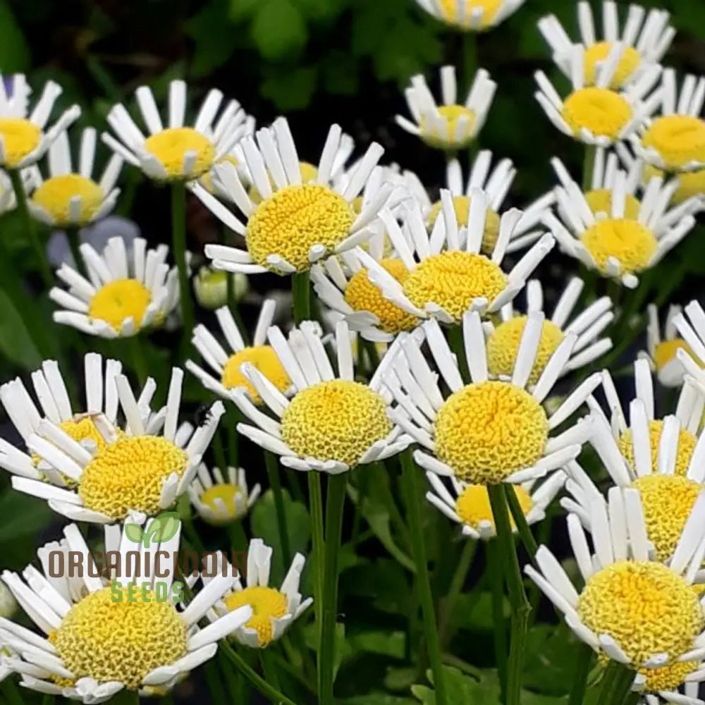 Tanacetum Parthenium ’Malmesbury’ Seeds For Your Serene Garden Haven – Enhance Gardening