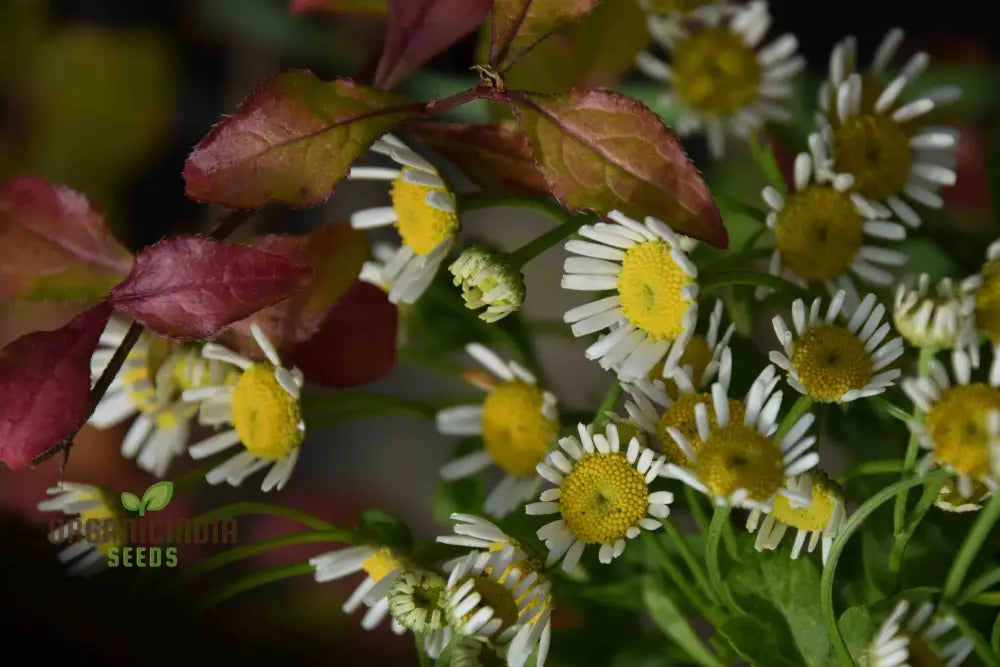 Tanacetum Parthenium ’Malmesbury’ Seeds For Your Serene Garden Haven – Enhance Gardening