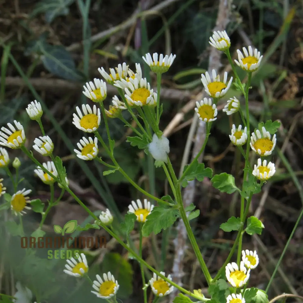 Tanacetum Parthenium ’Malmesbury’ Seeds For Your Serene Garden Haven – Enhance Gardening