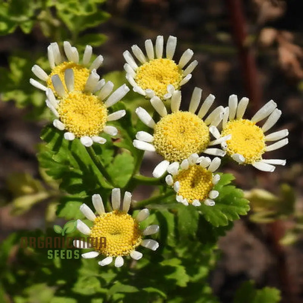 Tanacetum Parthenium ’Malmesbury’ Seeds For Your Serene Garden Haven – Enhance Gardening