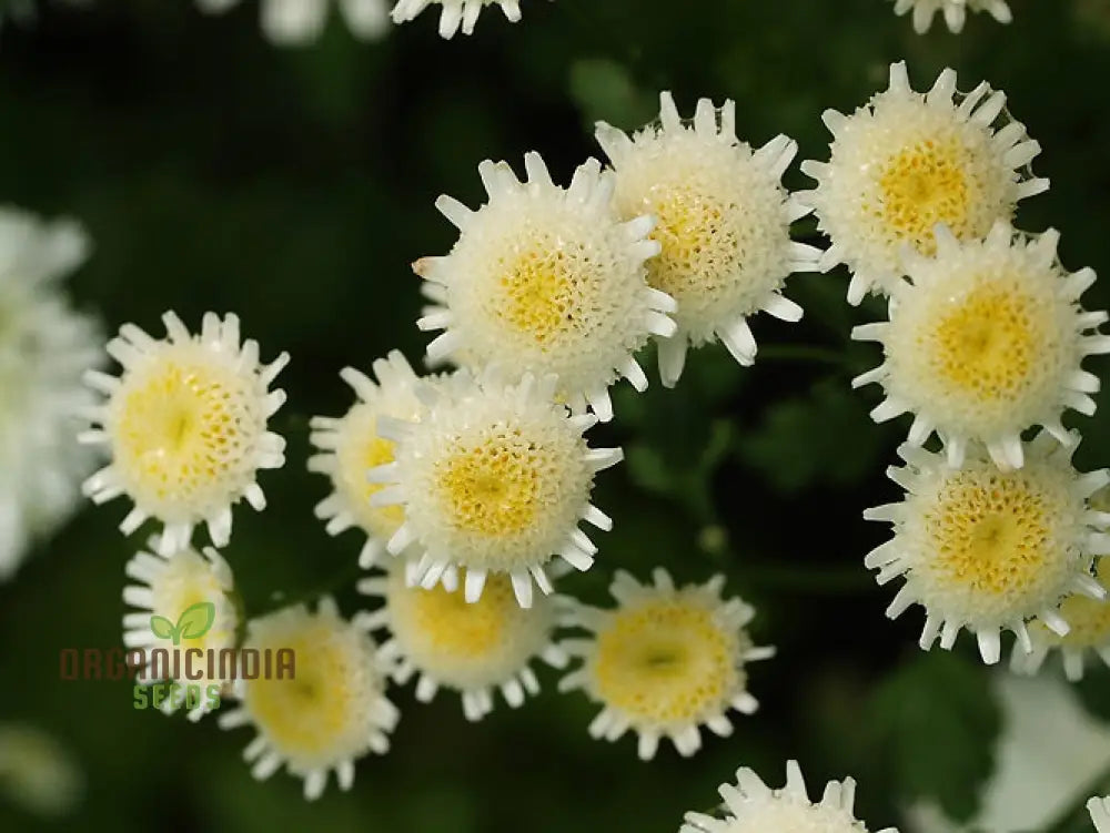 Tanacetum Parthenium ’Selma Star’ Seeds – Elevate Your Gardening Experience With Spectacular Blooms!