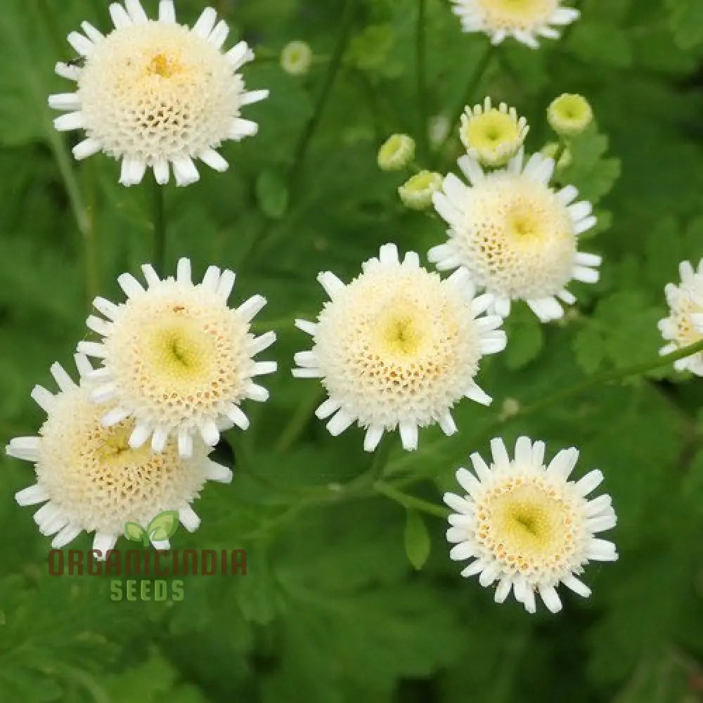 Tanacetum Parthenium â€™Selma Starâ€™ Seeds â€“ Elevate Your Gardening Experience With Spectacular Blooms!