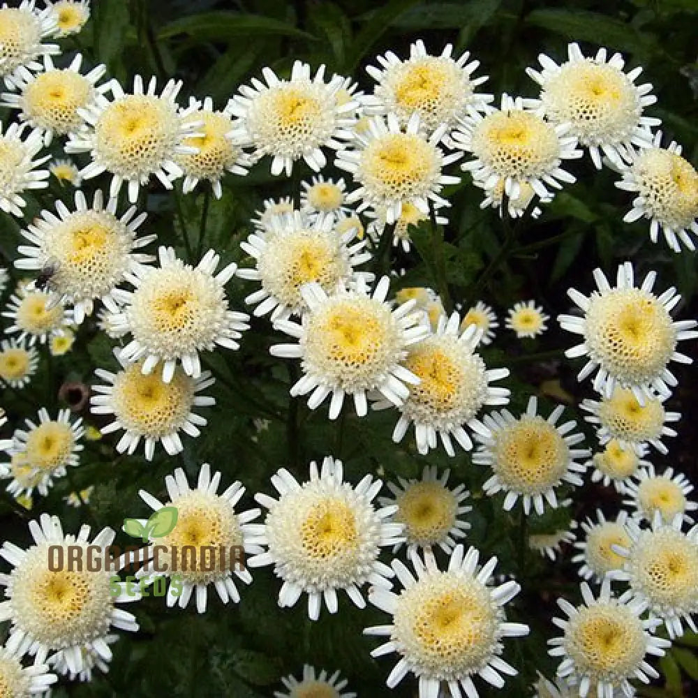 Tanacetum Parthenium ’Selma Star’ Seeds – Elevate Your Gardening Experience With Spectacular Blooms!