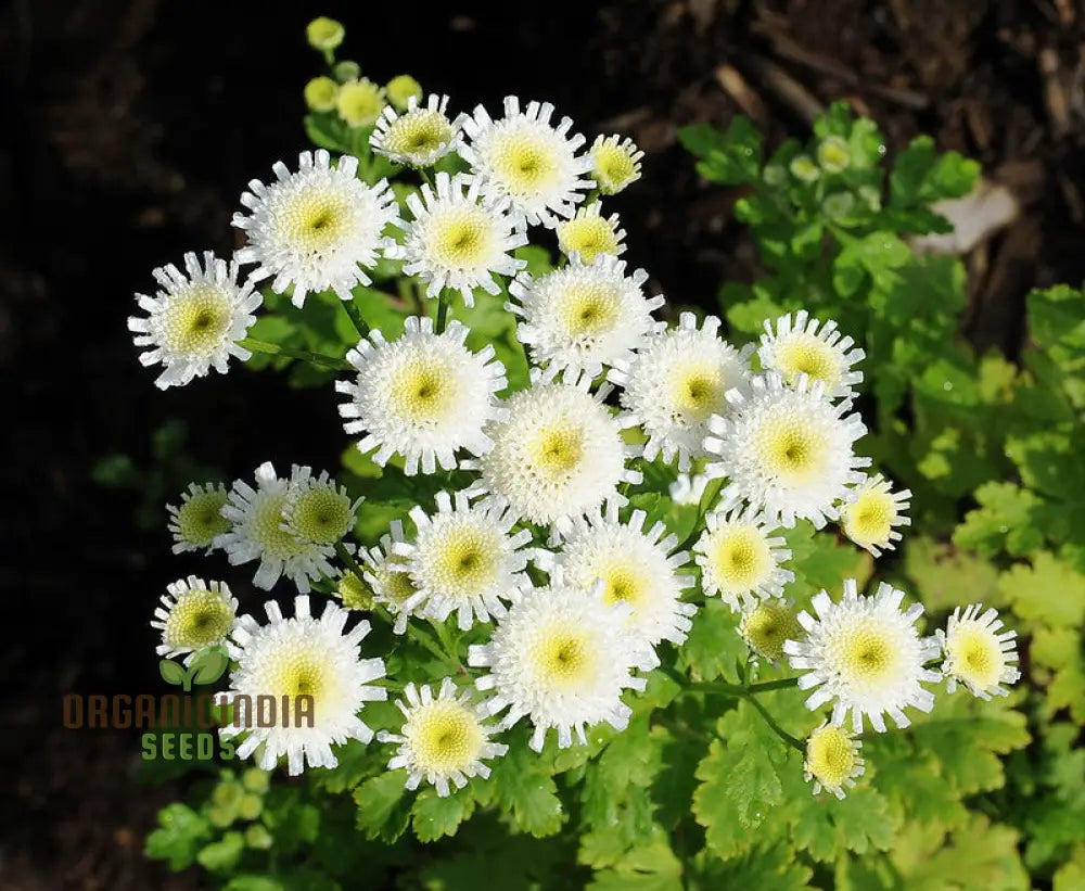 Tanacetum Parthenium â€™Selma Starâ€™ Seeds â€“ Elevate Your Gardening Experience With Spectacular Blooms!