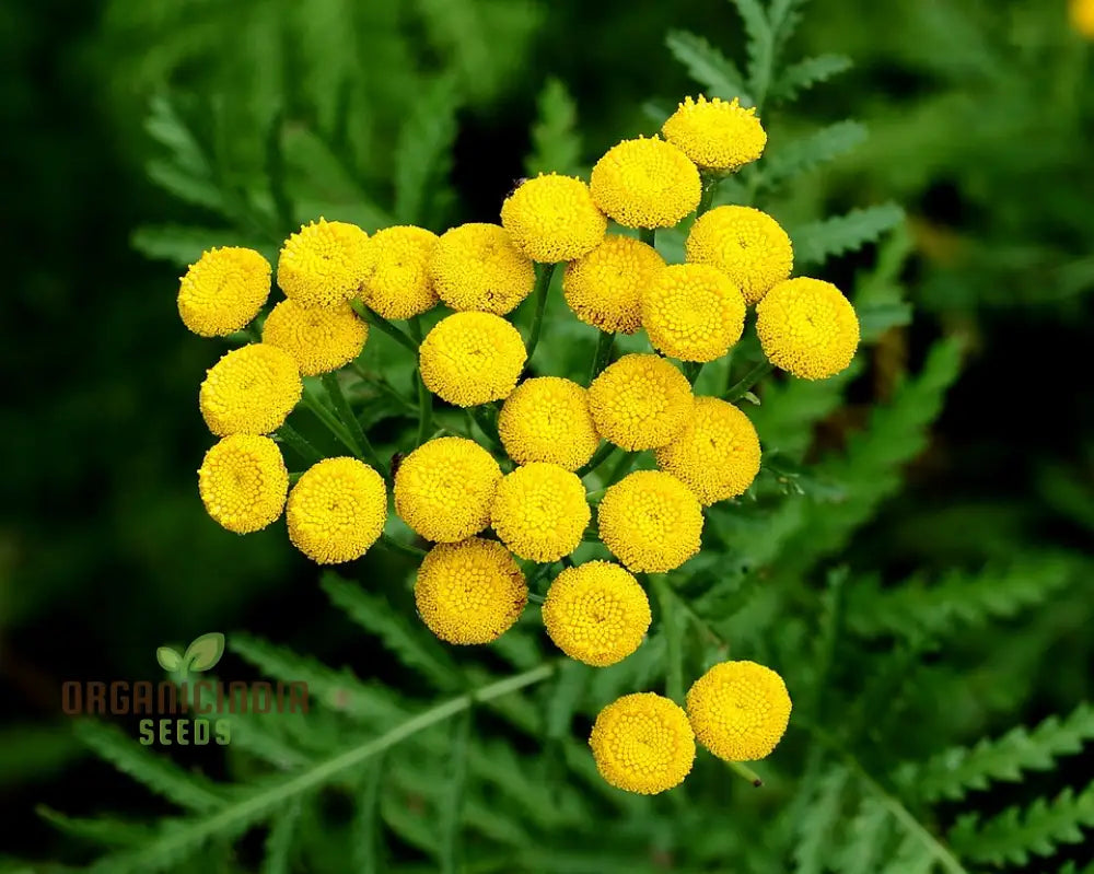 Tanacetum Vulgare Seeds – Cultivate Beauty And Benefits For Your Outdoor Oasis!