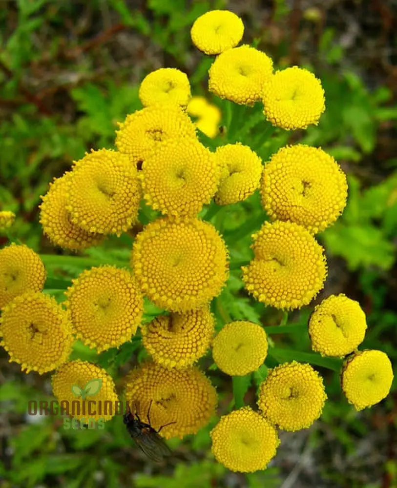 Tanacetum Vulgare Seeds – Cultivate Beauty And Benefits For Your Outdoor Oasis!