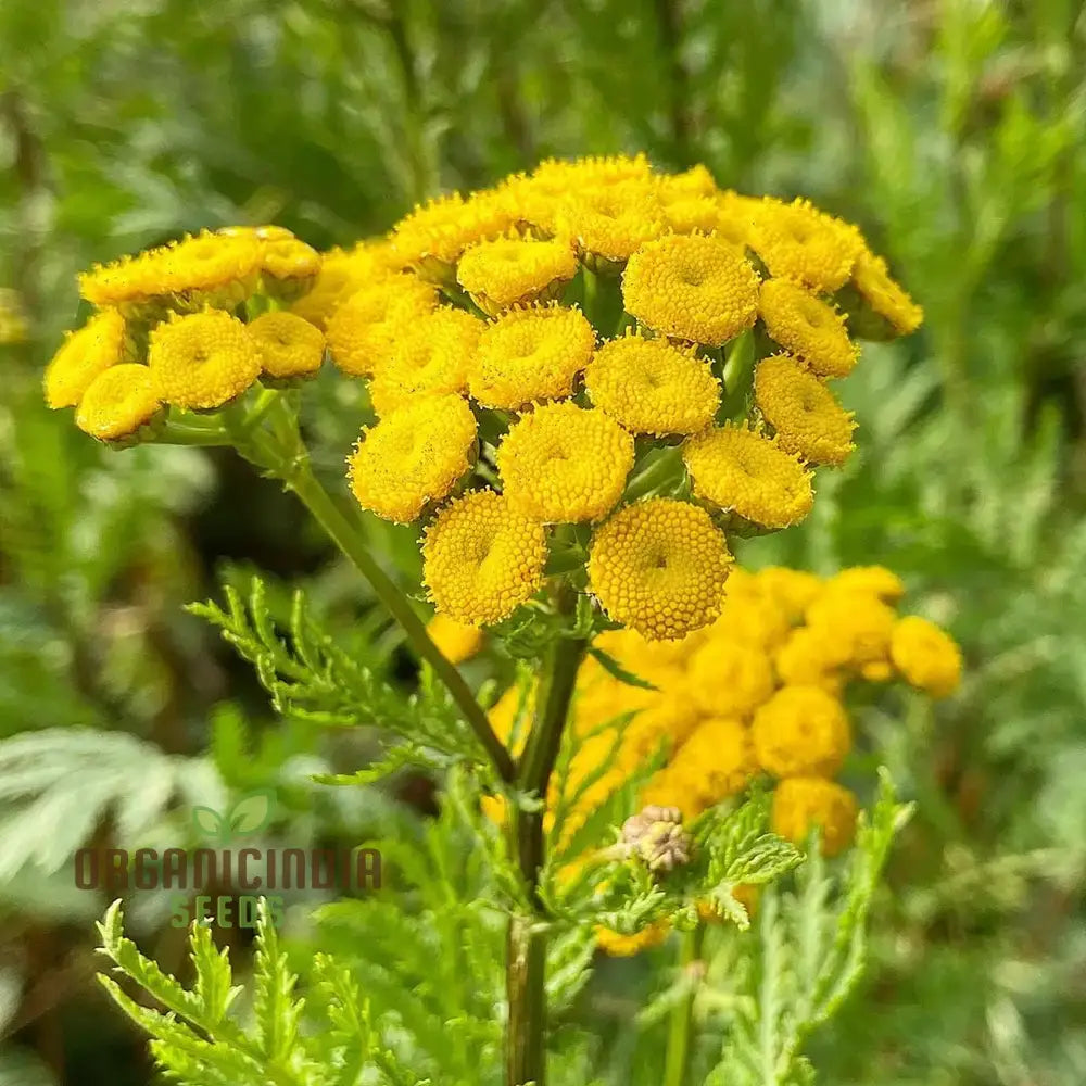 Tanacetum Vulgare Seeds â€“ Cultivate Beauty And Benefits For Your Outdoor Oasis!