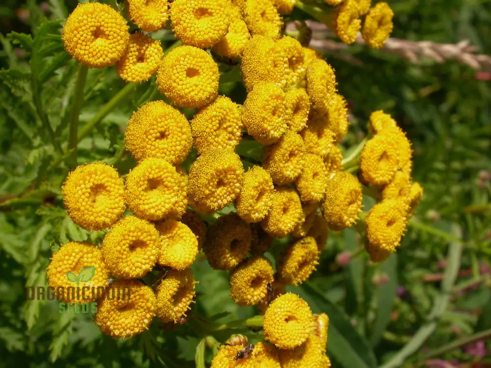 Tanacetum Vulgare Seeds – Cultivate Beauty And Benefits For Your Outdoor Oasis!