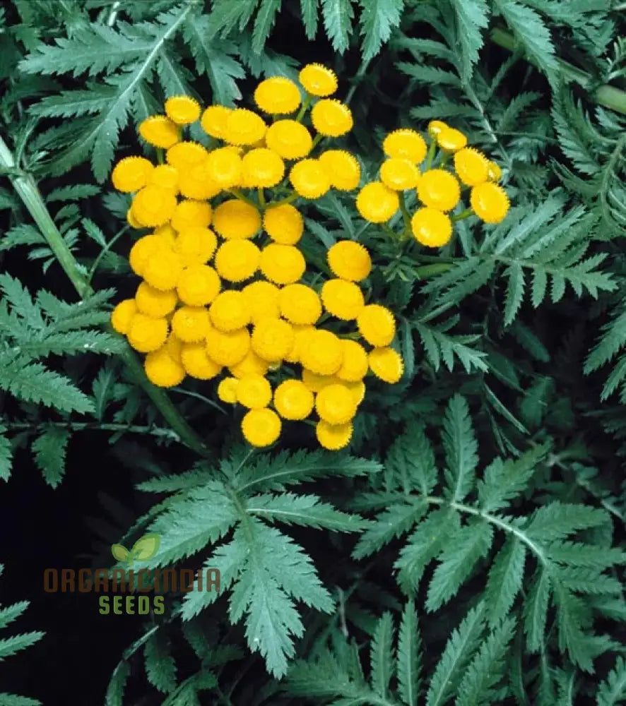 Tanacetum Vulgare Seeds – Cultivate Beauty And Benefits For Your Outdoor Oasis!