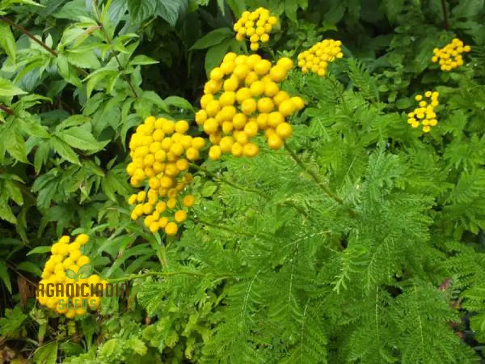 Tanacetum Vulgare Seeds – Cultivate Beauty And Benefits For Your Outdoor Oasis!