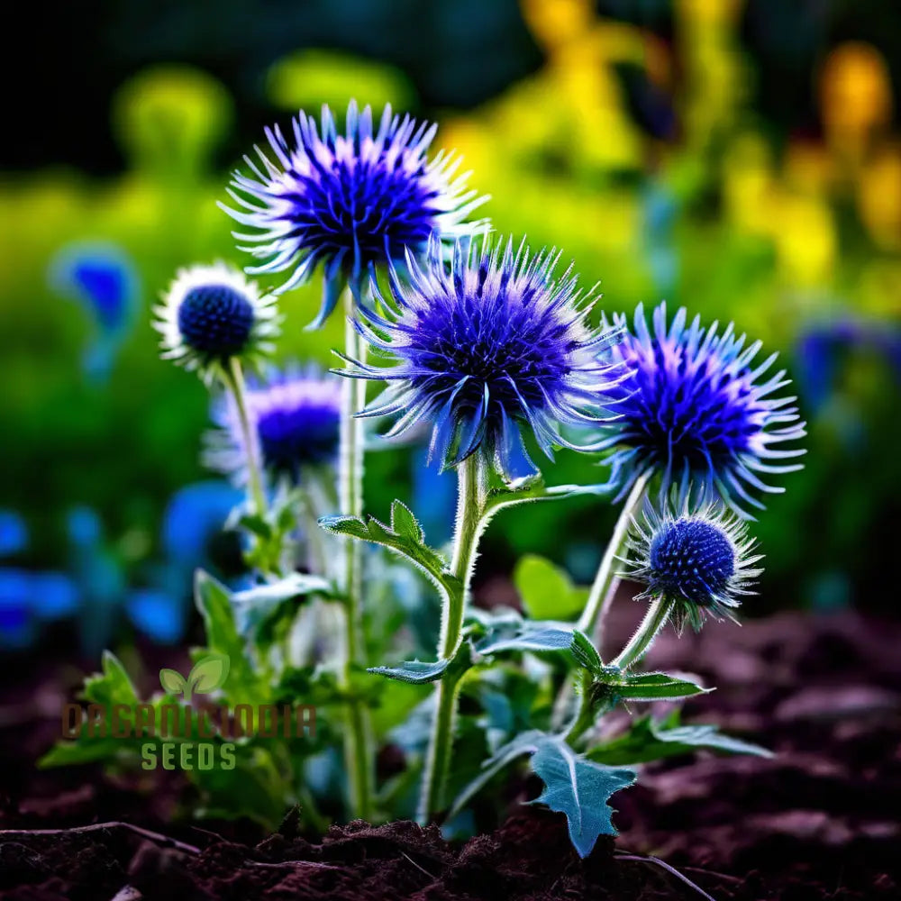 Taplow Blue Globe Thistle Perennials - Elevate Your Garden With Striking Blooms Perfect Flower