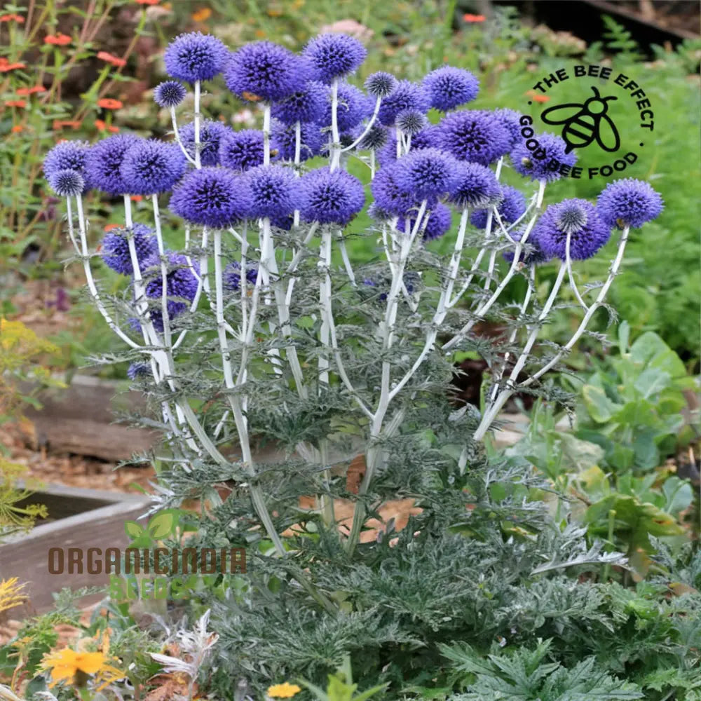 Taplow Blue Globe Thistle Perennials - Elevate Your Garden With Striking Blooms Perfect Flower