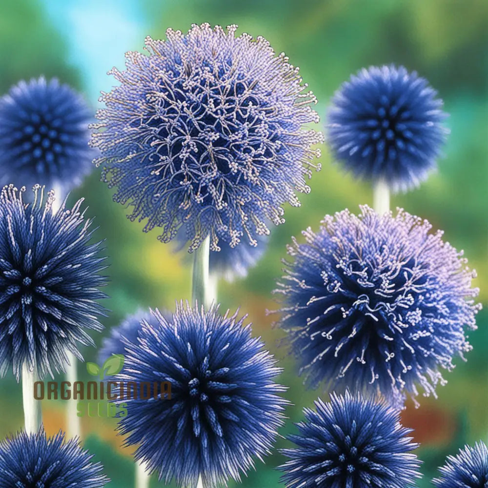 Taplow Blue Globe Thistle Perennials - Elevate Your Garden With Striking Blooms Perfect Flower