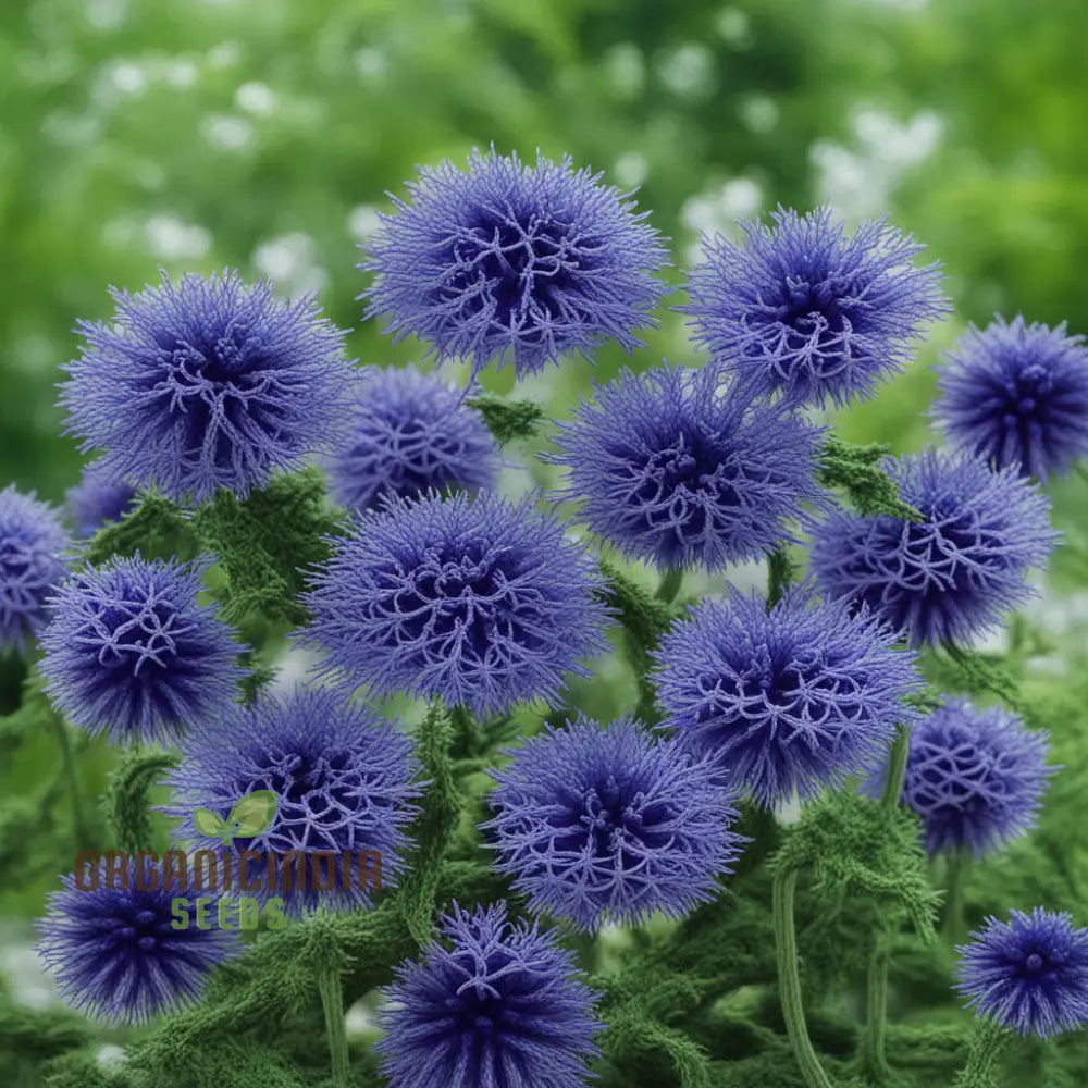 Taplow Blue Globe Thistle Perennials - Elevate Your Garden With Striking Blooms Perfect Flower