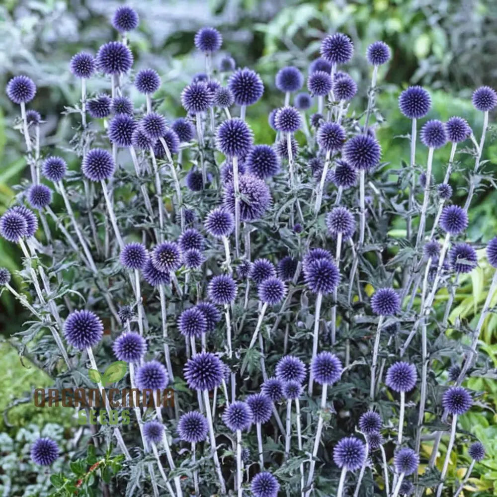 Taplow Blue Globe Thistle Perennials - Elevate Your Garden With Striking Blooms Perfect Flower